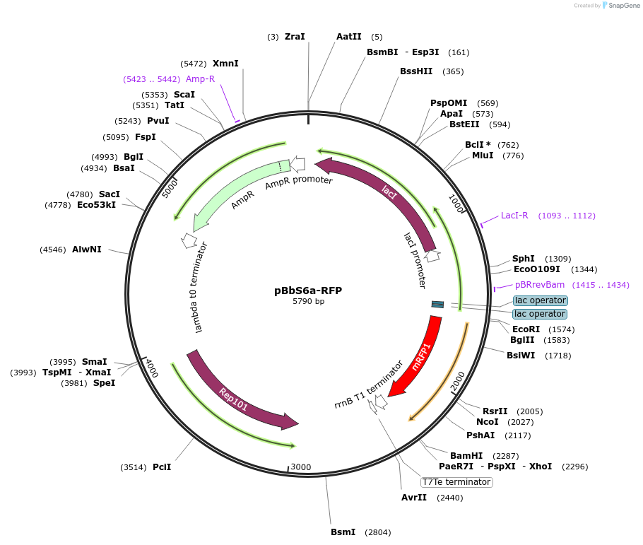 35292-plasmid-map-sequence-id-42959