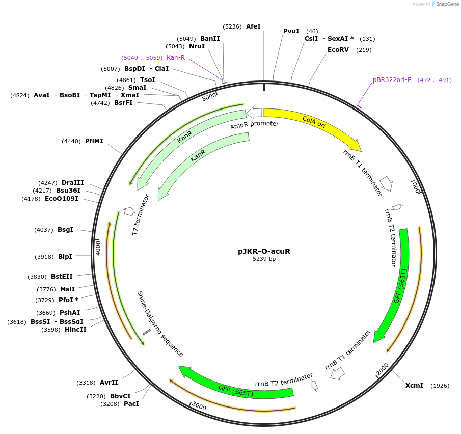 62569-plasmid-map-sequence-id-429598