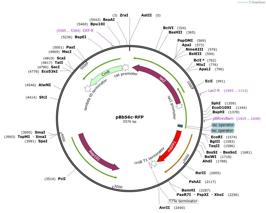 35293-plasmid-map-sequence-id-42960