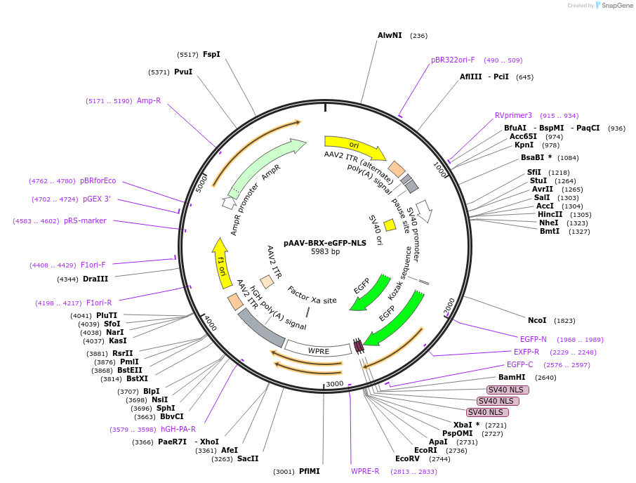 217534-plasmid-map-sequence-id-429604