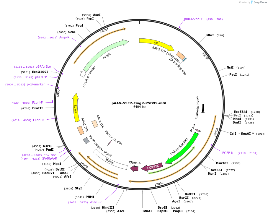 217533-plasmid-map-sequence-id-429605