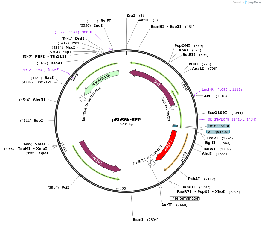 35294-plasmid-map-sequence-id-42961