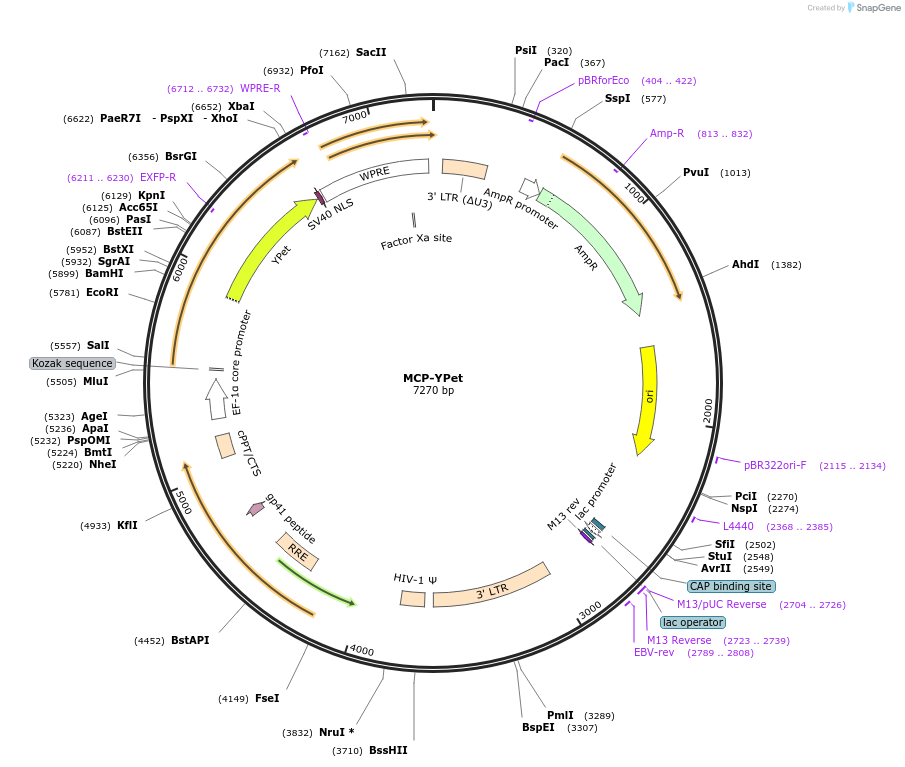 215747-plasmid-map-sequence-id-429613