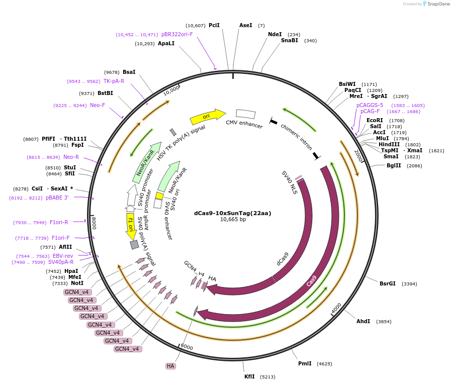 215745-plasmid-map-sequence-id-429623
