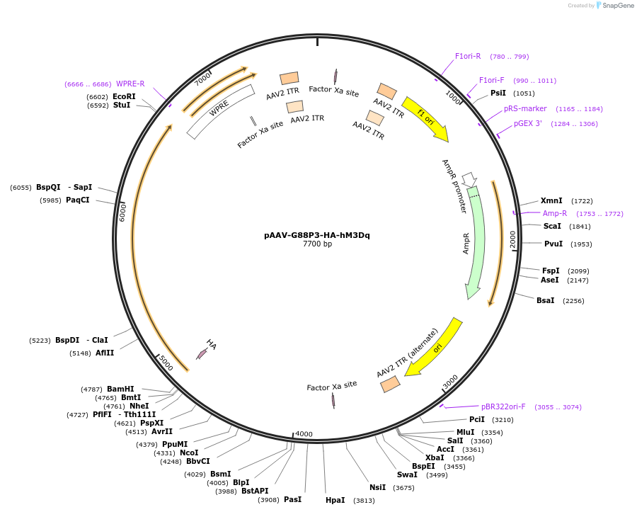 213972-plasmid-map-sequence-id-429624