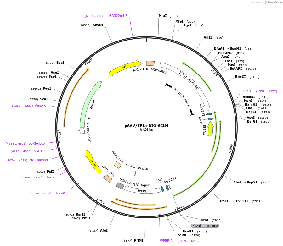 216759-plasmid-map-sequence-id-429631