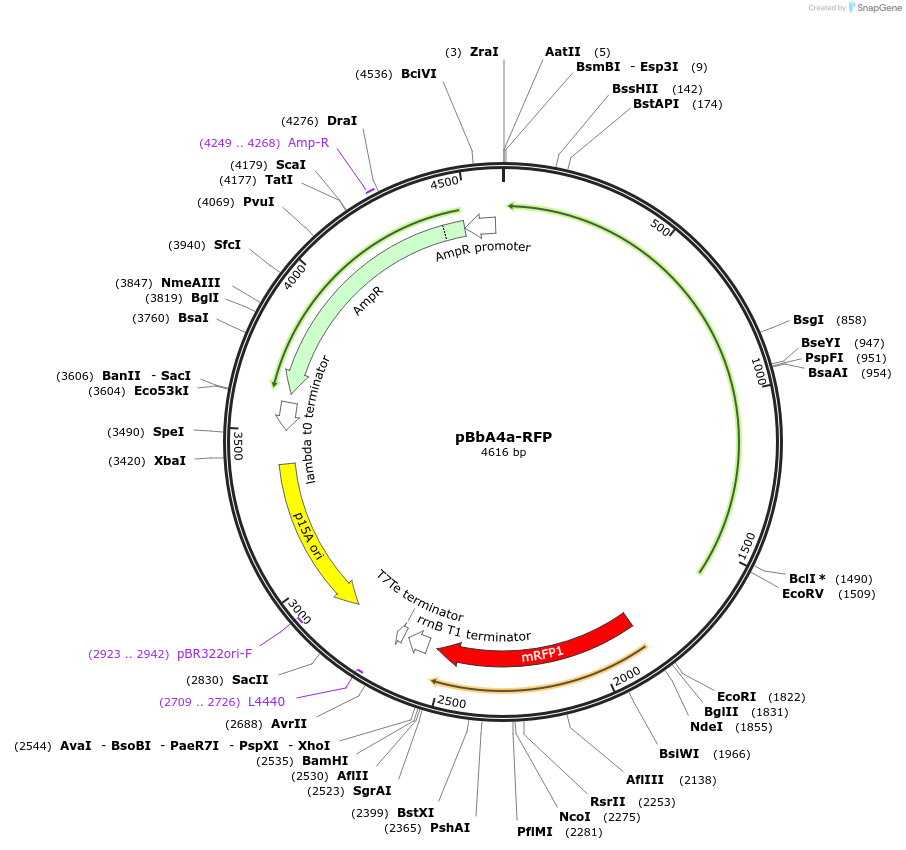 35298-plasmid-map-sequence-id-42965