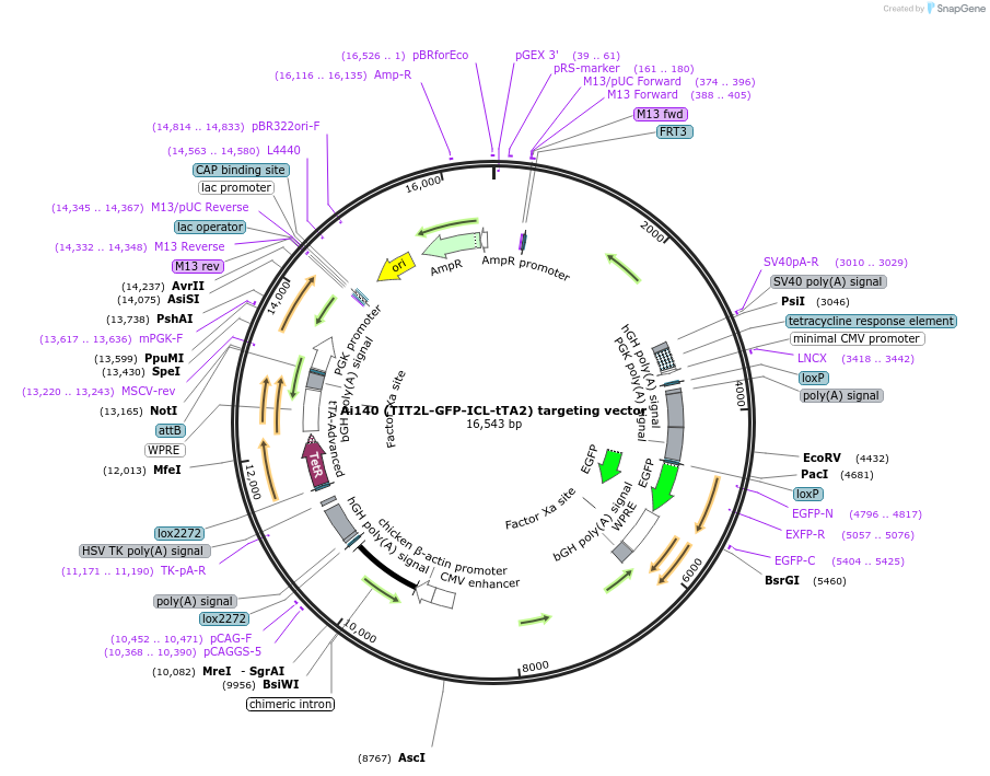 114427-plasmid-map-sequence-id-429651