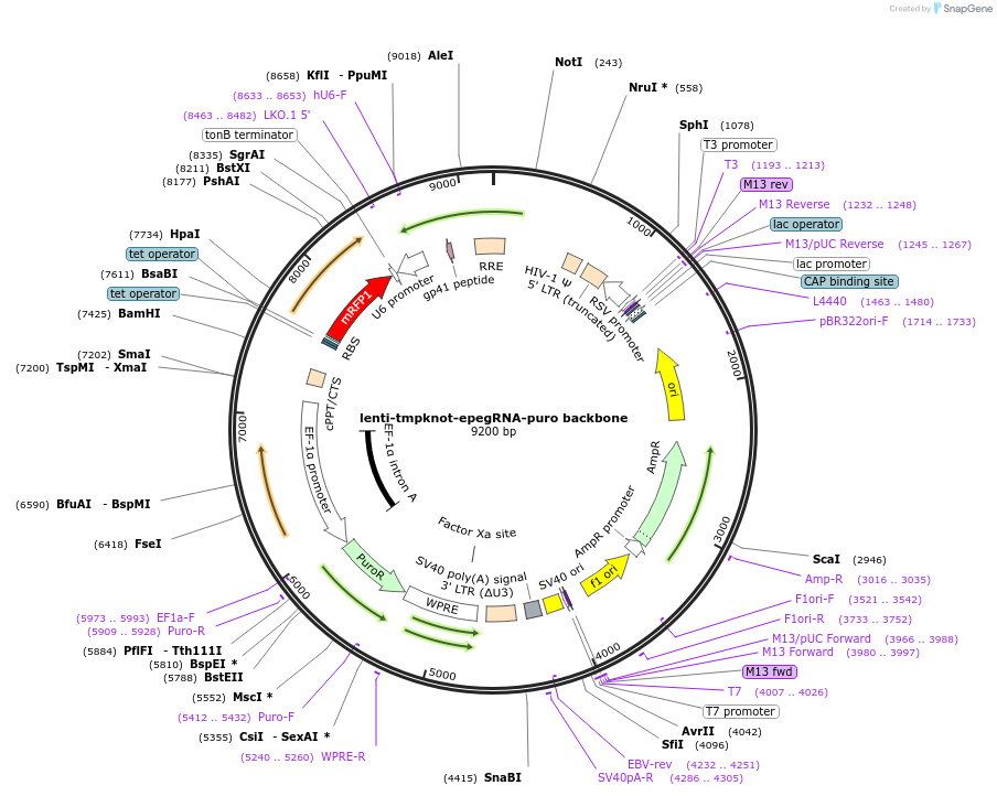 214089-plasmid-map-sequence-id-429656