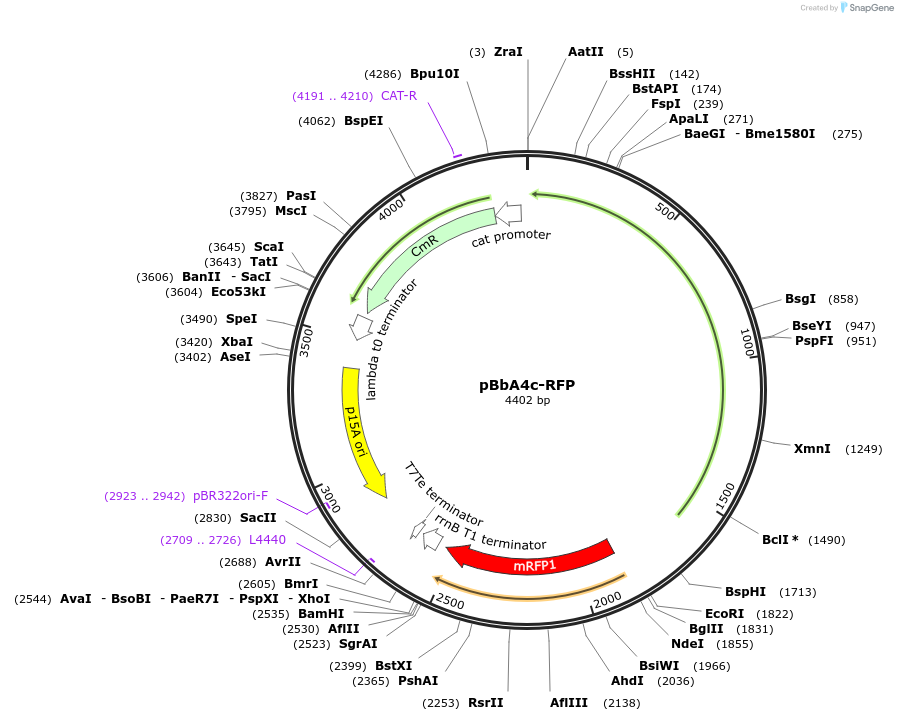 35299-plasmid-map-sequence-id-42966