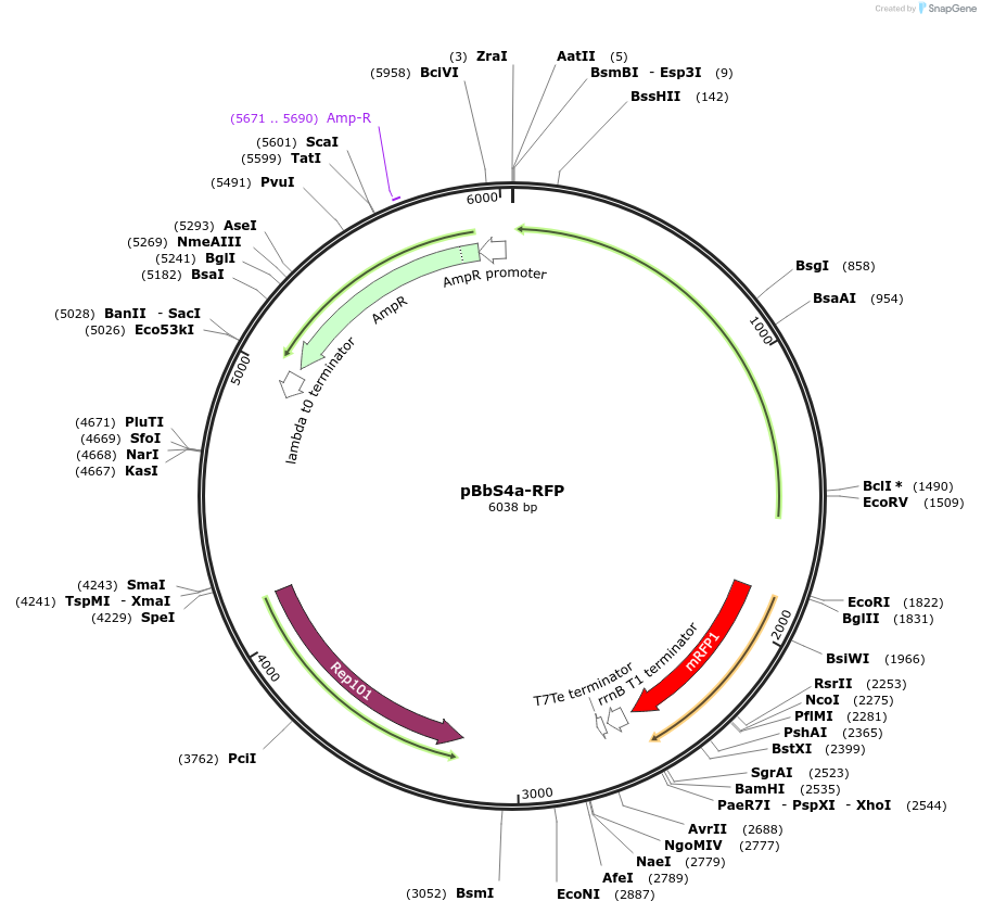 35301-plasmid-map-sequence-id-42968