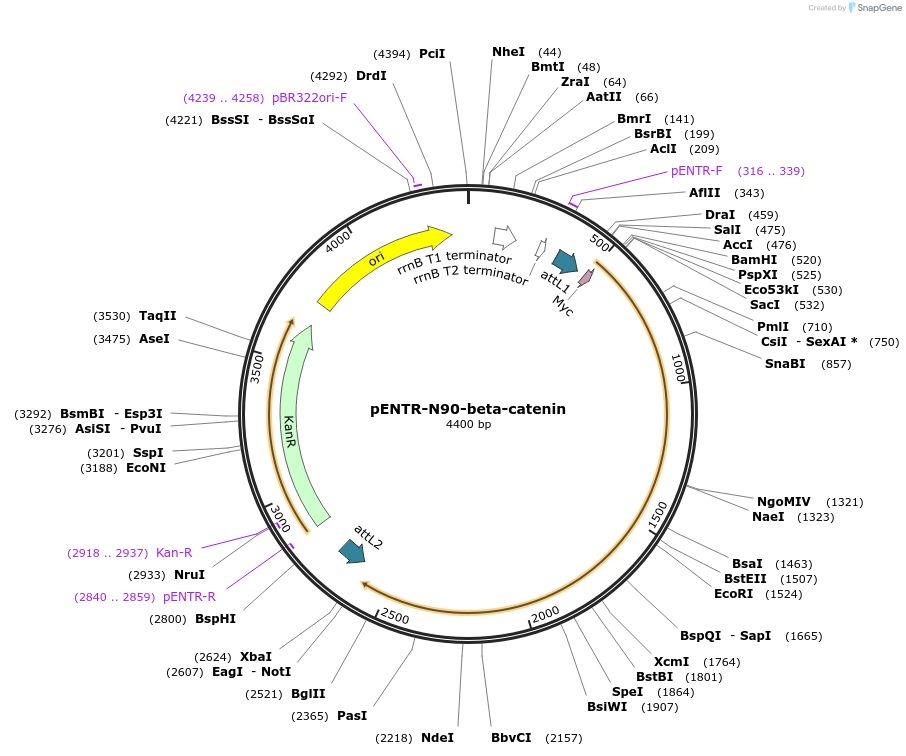 31787-plasmid-map-sequence-id-429681
