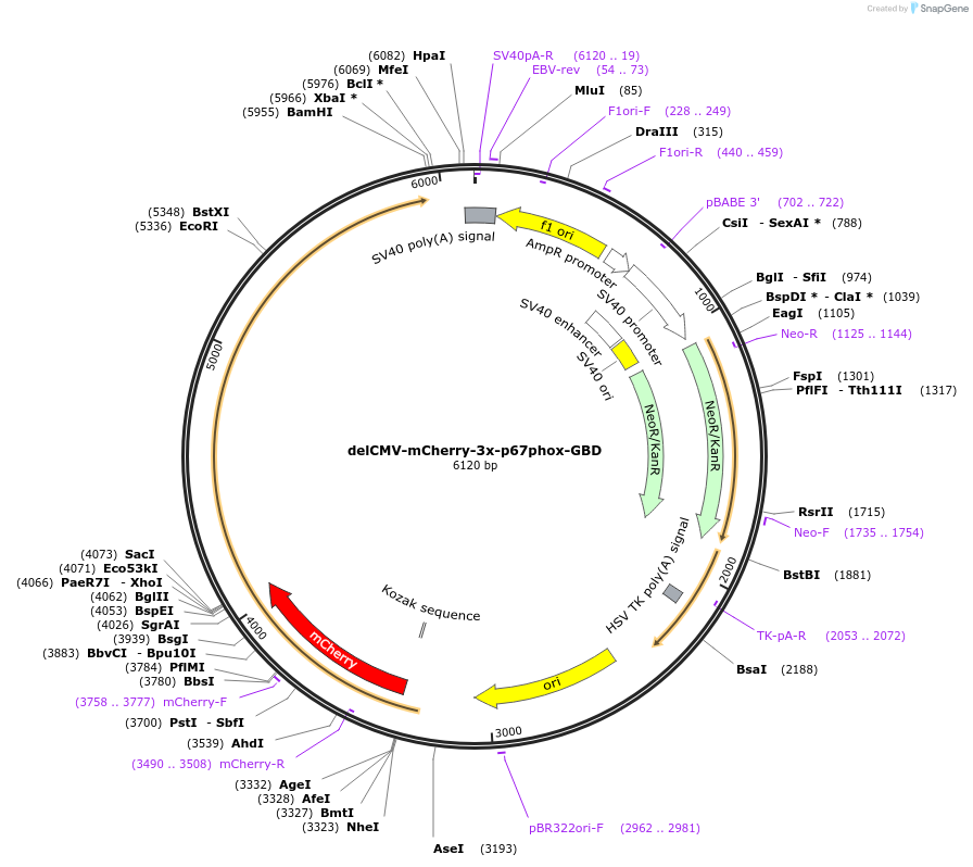 214141-plasmid-map-sequence-id-429691
