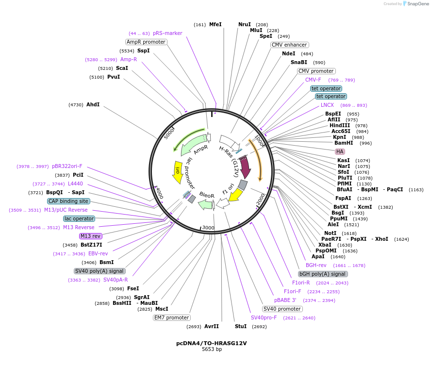 216509-plasmid-map-sequence-id-429696