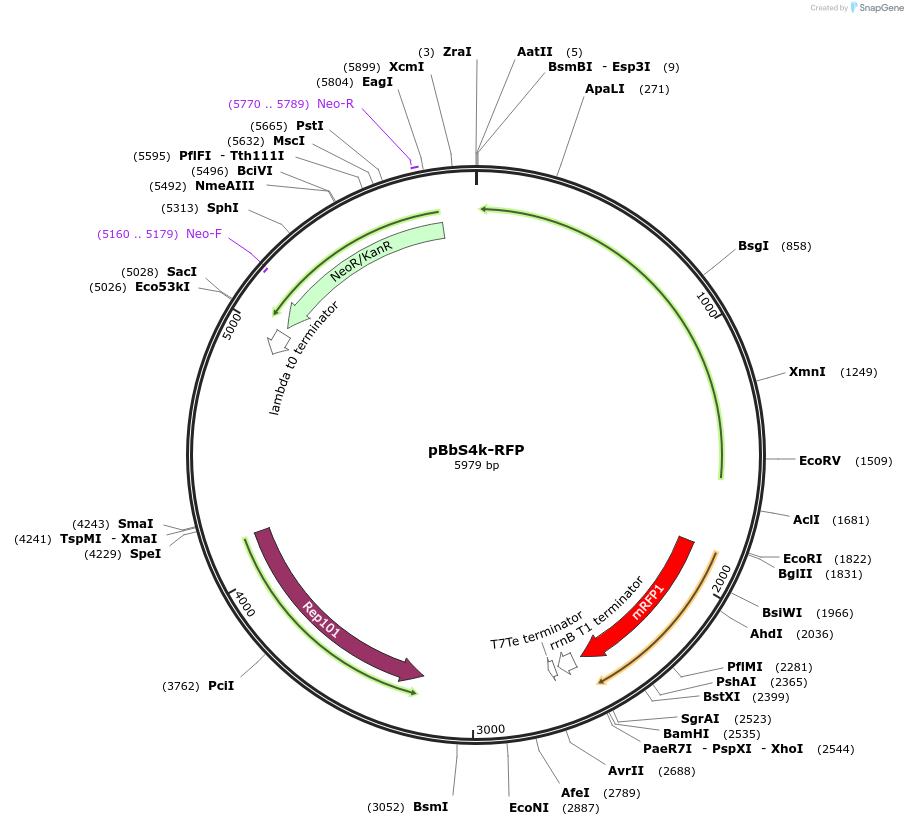 35303-plasmid-map-sequence-id-42970