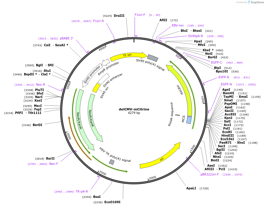 214144-plasmid-map-sequence-id-429702