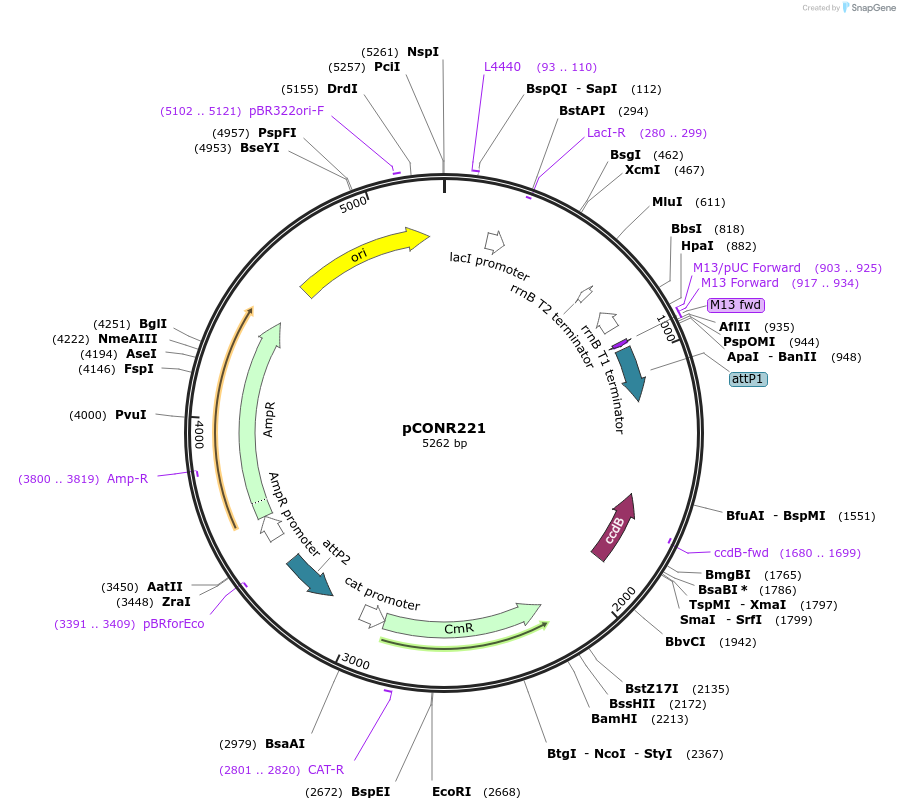 216146-plasmid-map-sequence-id-429705
