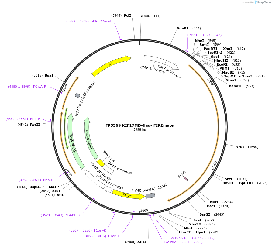 216724-plasmid-map-sequence-id-429709