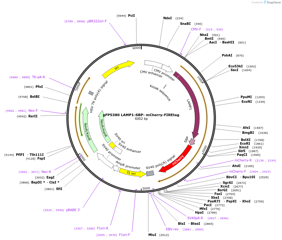 216725-plasmid-map-sequence-id-429710