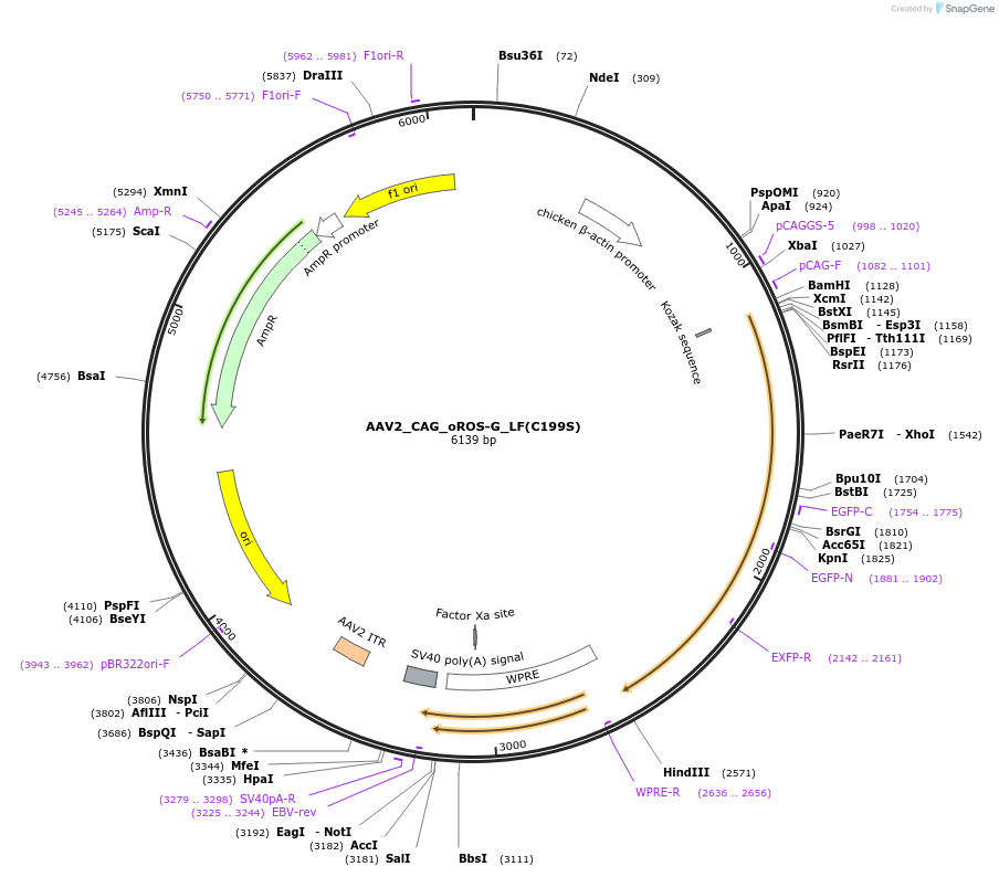 216116-plasmid-map-sequence-id-429714