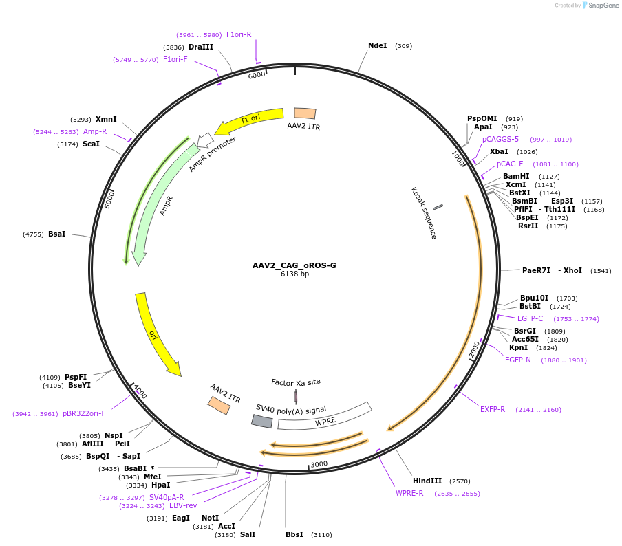 216115-plasmid-map-sequence-id-429715