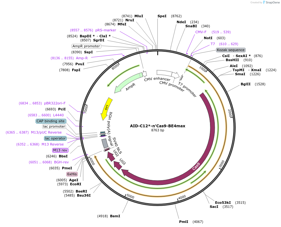216730-plasmid-map-sequence-id-429718