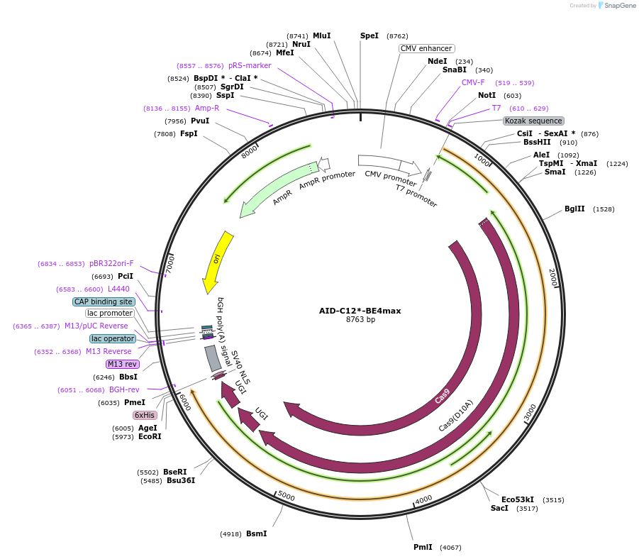 216729-plasmid-map-sequence-id-429719