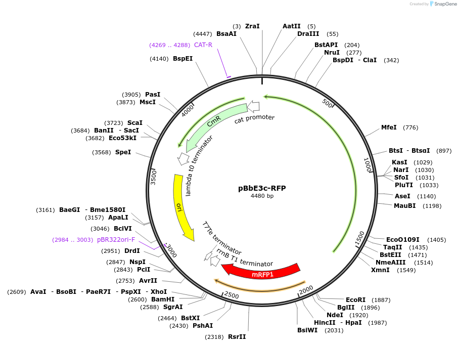 35305-plasmid-map-sequence-id-42972