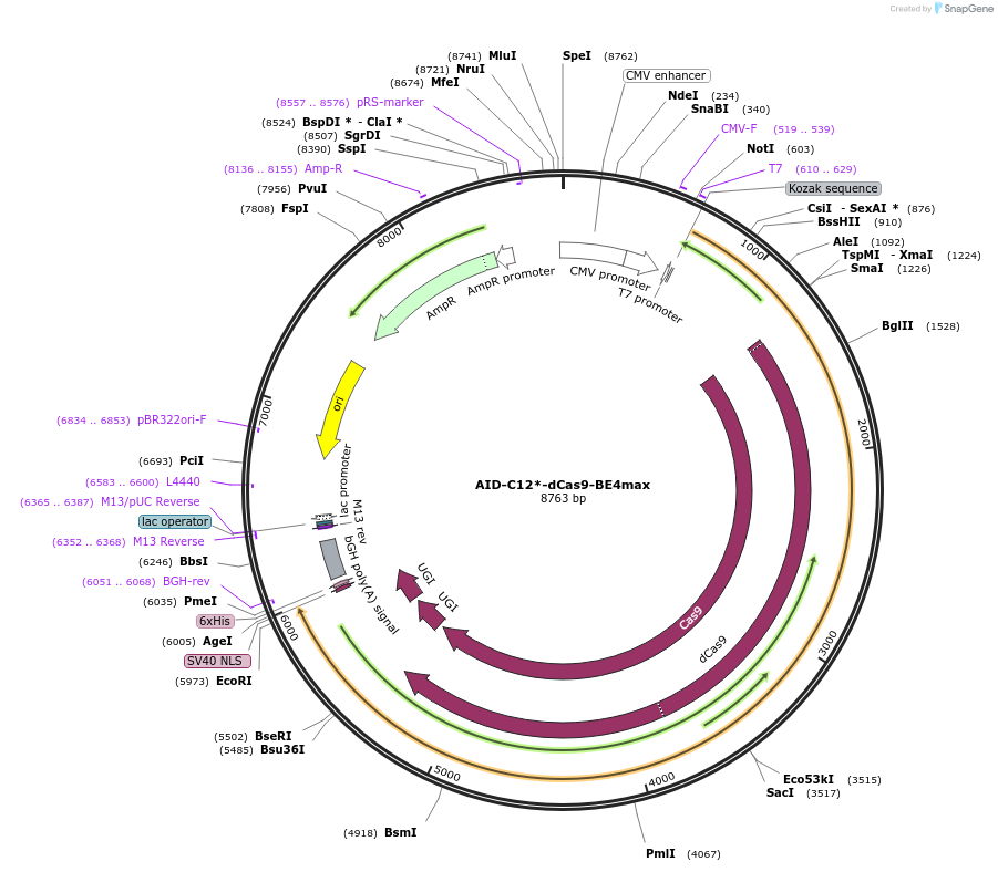 216731-plasmid-map-sequence-id-429722