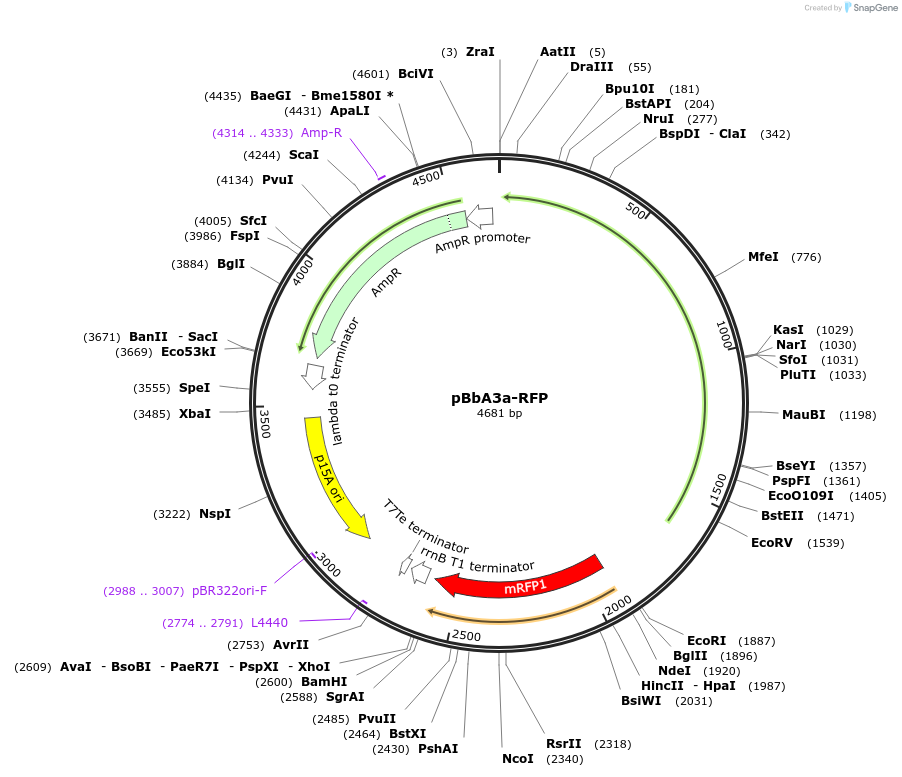 35307-plasmid-map-sequence-id-42974