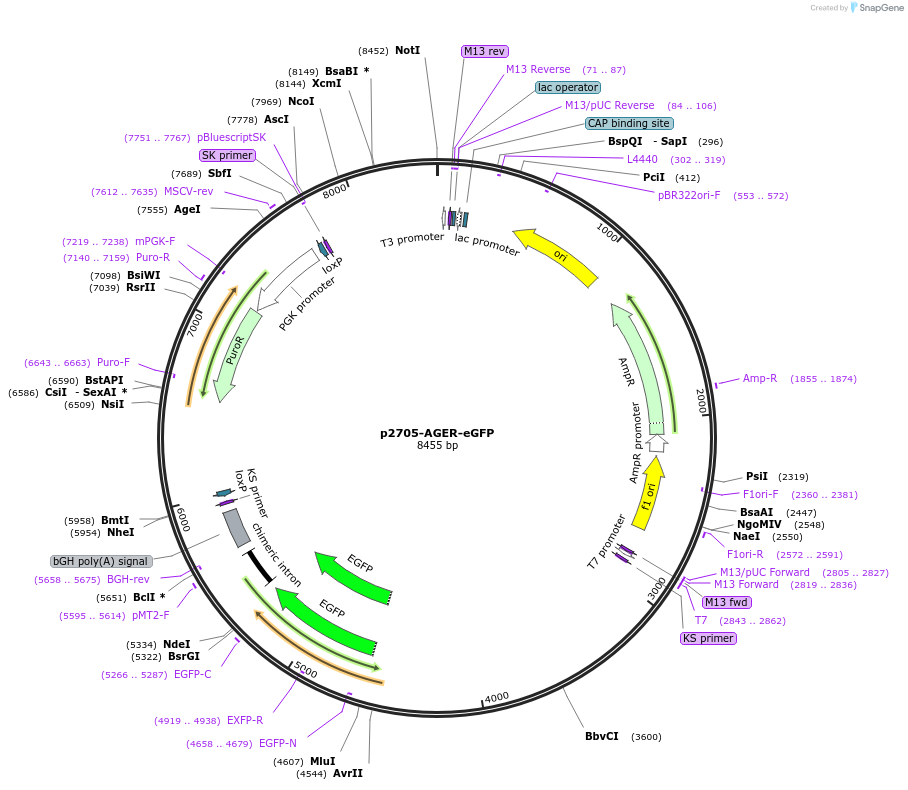 216474-plasmid-map-sequence-id-429742