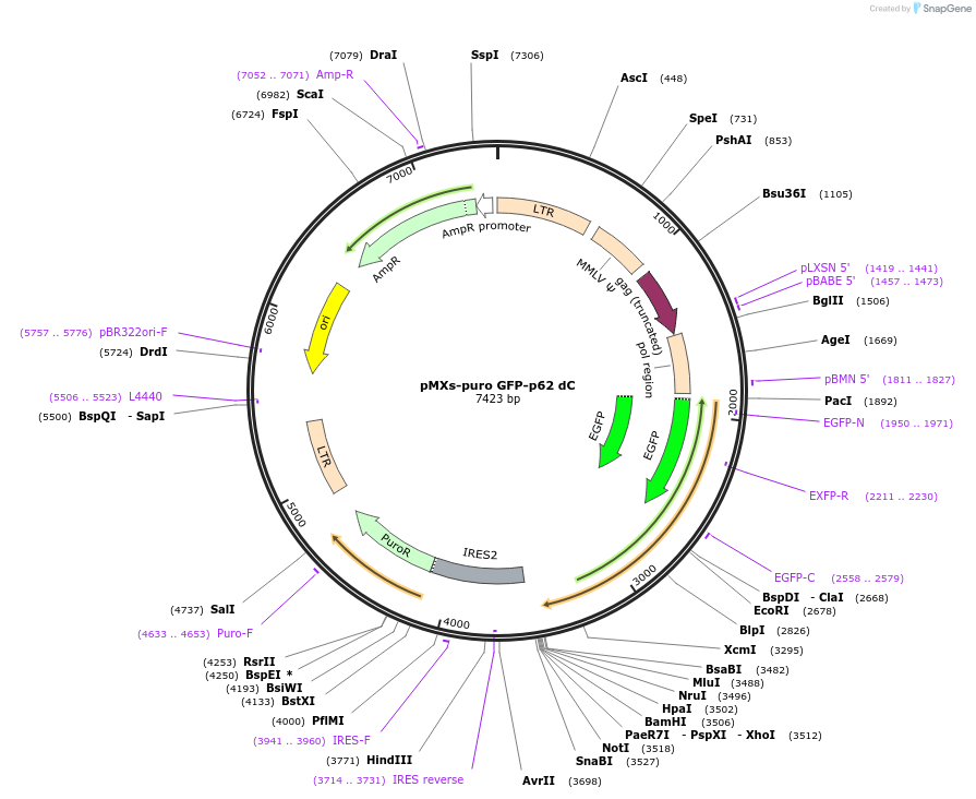 38282-plasmid-map-sequence-id-429743