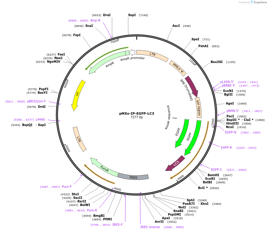 38195-plasmid-map-sequence-id-429745