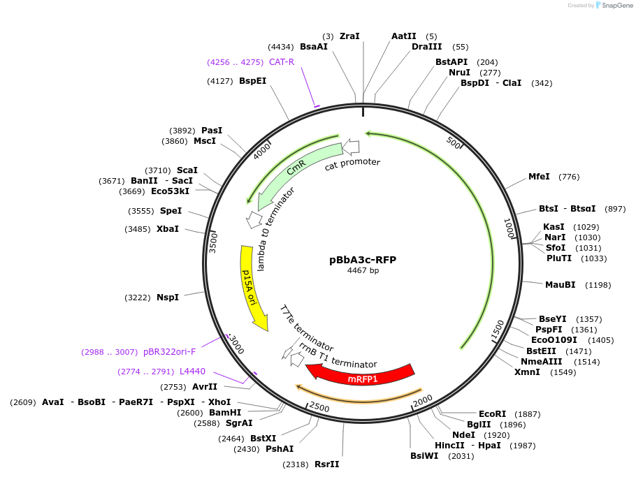 35308-plasmid-map-sequence-id-42975