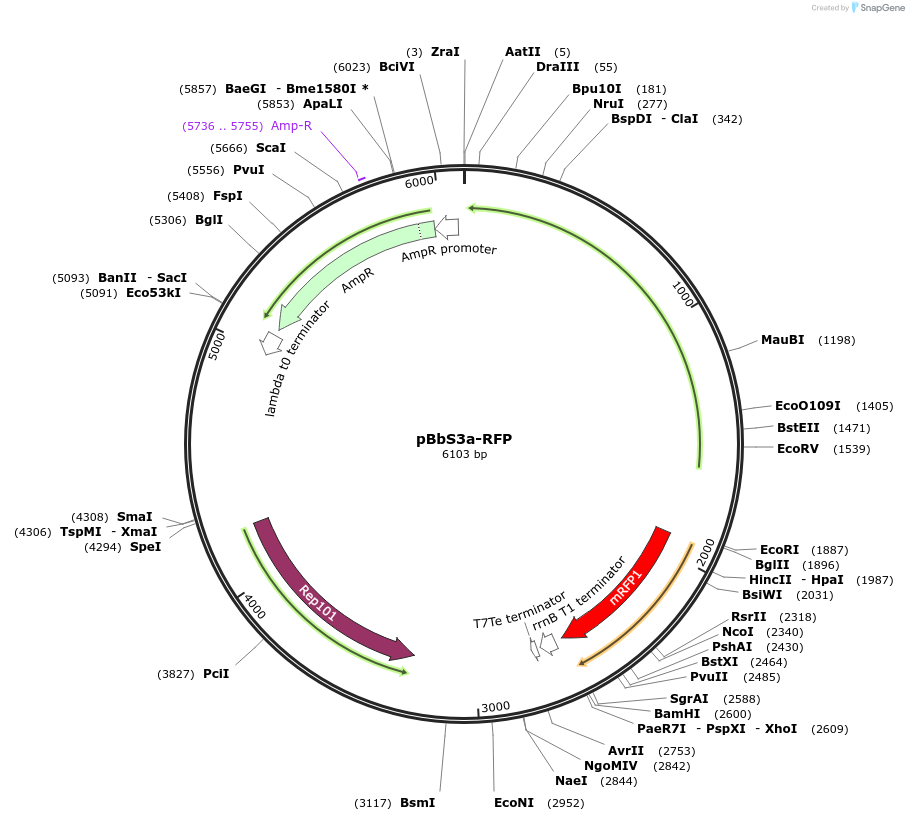 35310-plasmid-map-sequence-id-42977