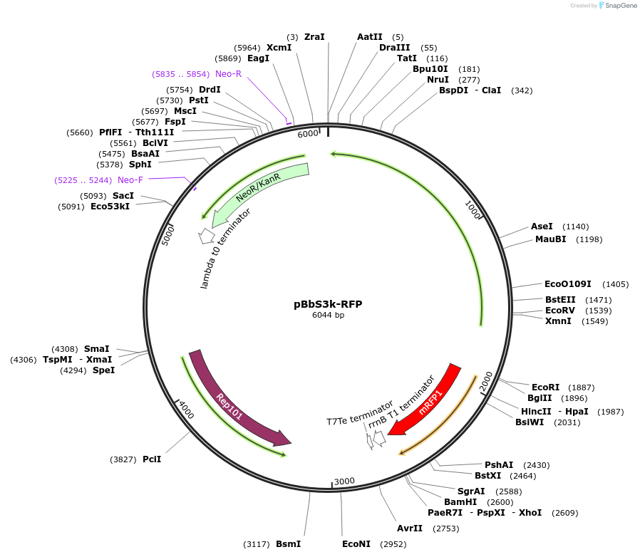 35312-plasmid-map-sequence-id-42979
