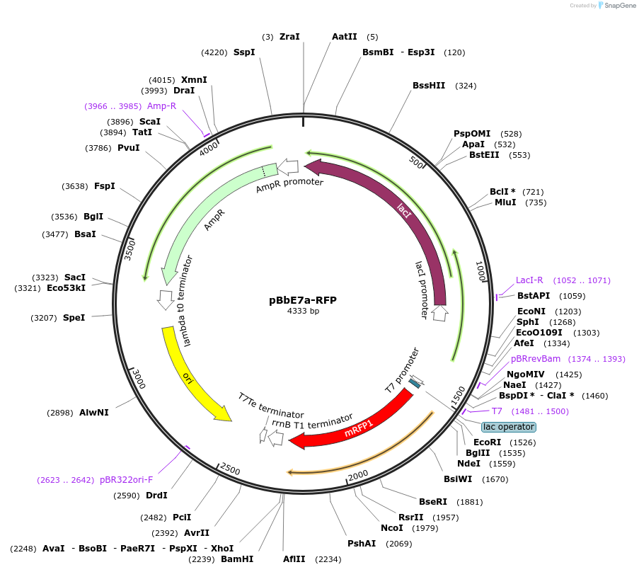 35313-plasmid-map-sequence-id-42980