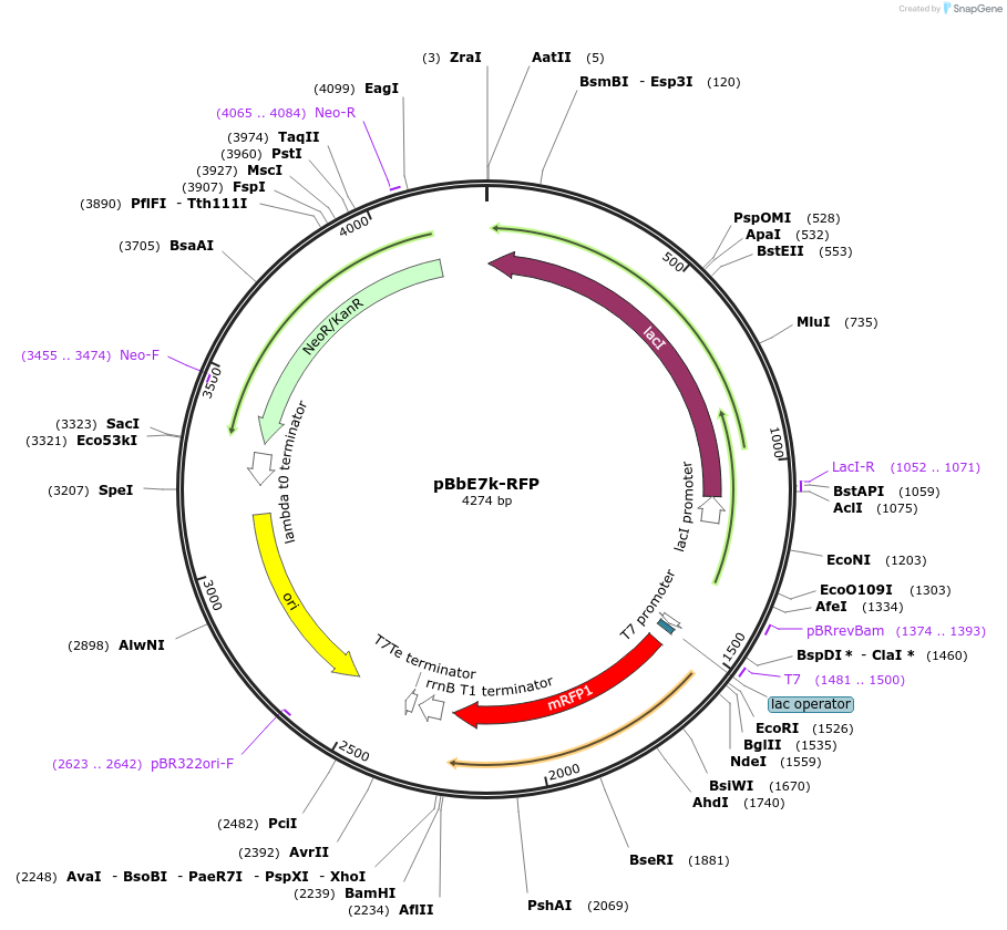 35315-plasmid-map-sequence-id-42982