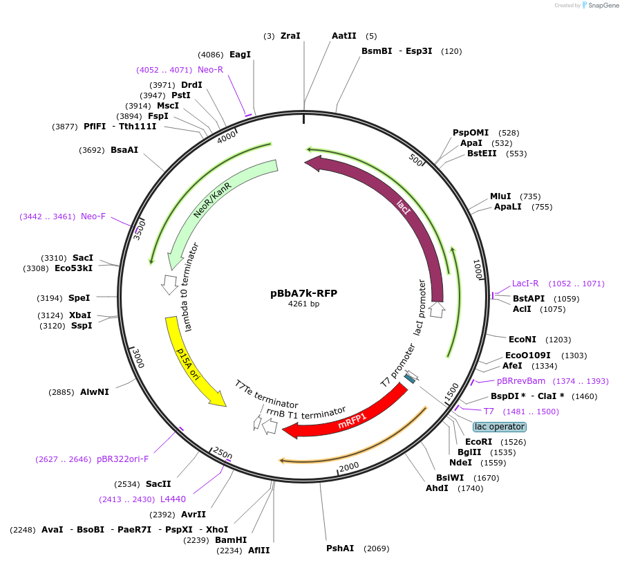 35318-plasmid-map-sequence-id-42985