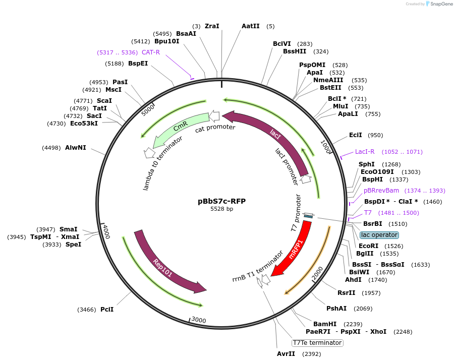 35320-plasmid-map-sequence-id-42987