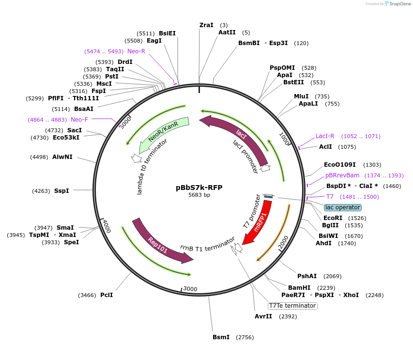 35321-plasmid-map-sequence-id-42988