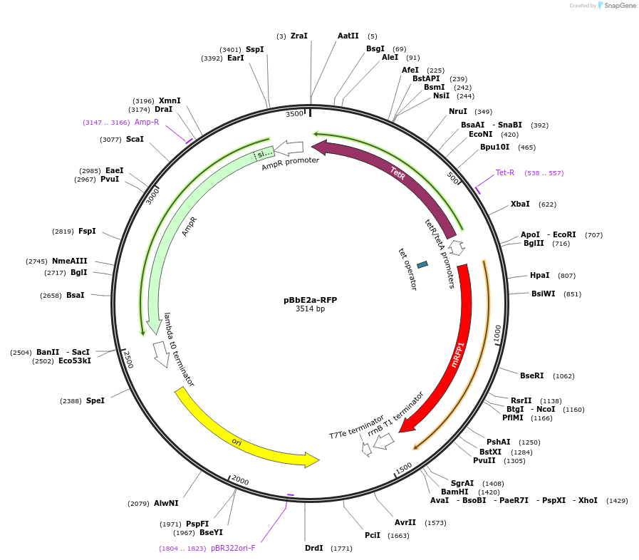 35322-plasmid-map-sequence-id-42989
