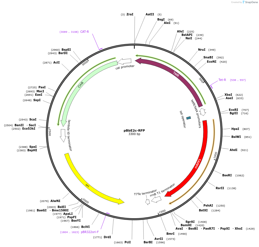 35323-plasmid-map-sequence-id-42990