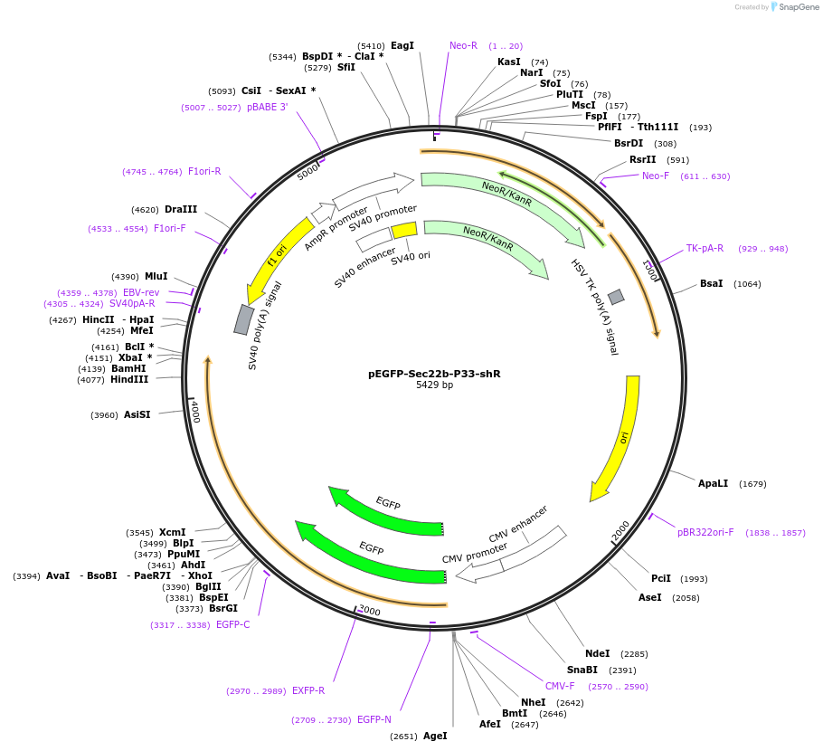 208359-plasmid-map-sequence-id-429909