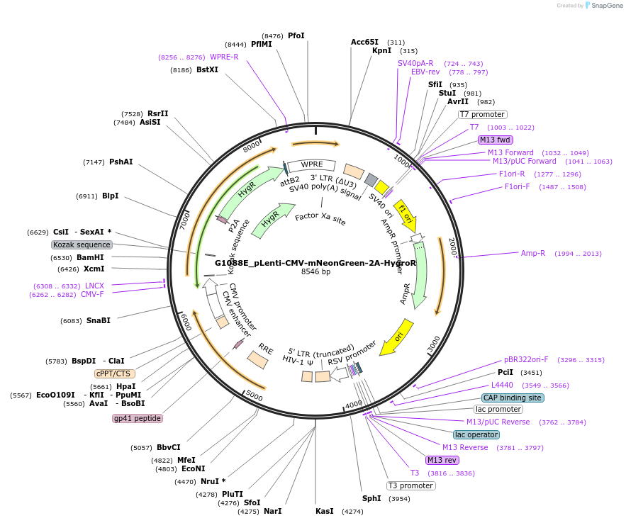 216279-plasmid-map-sequence-id-429912