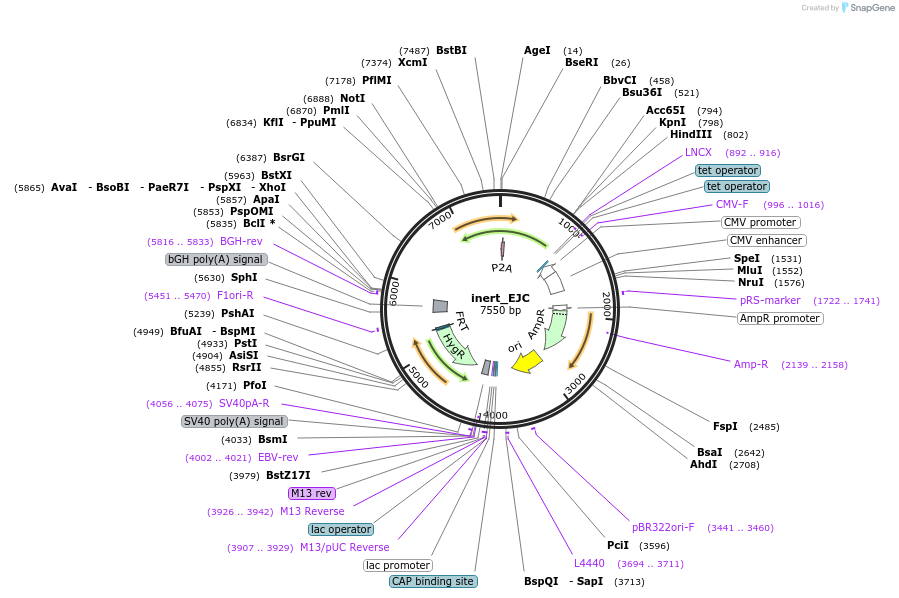 216224-plasmid-map-sequence-id-429913