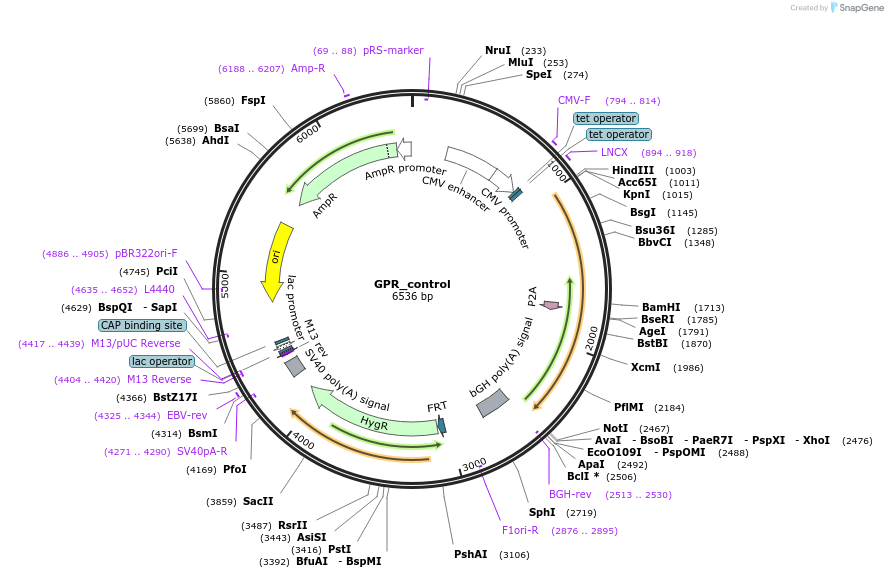216222-plasmid-map-sequence-id-429917