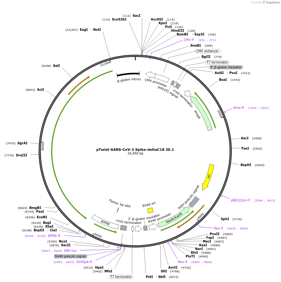 216525-plasmid-map-sequence-id-429919