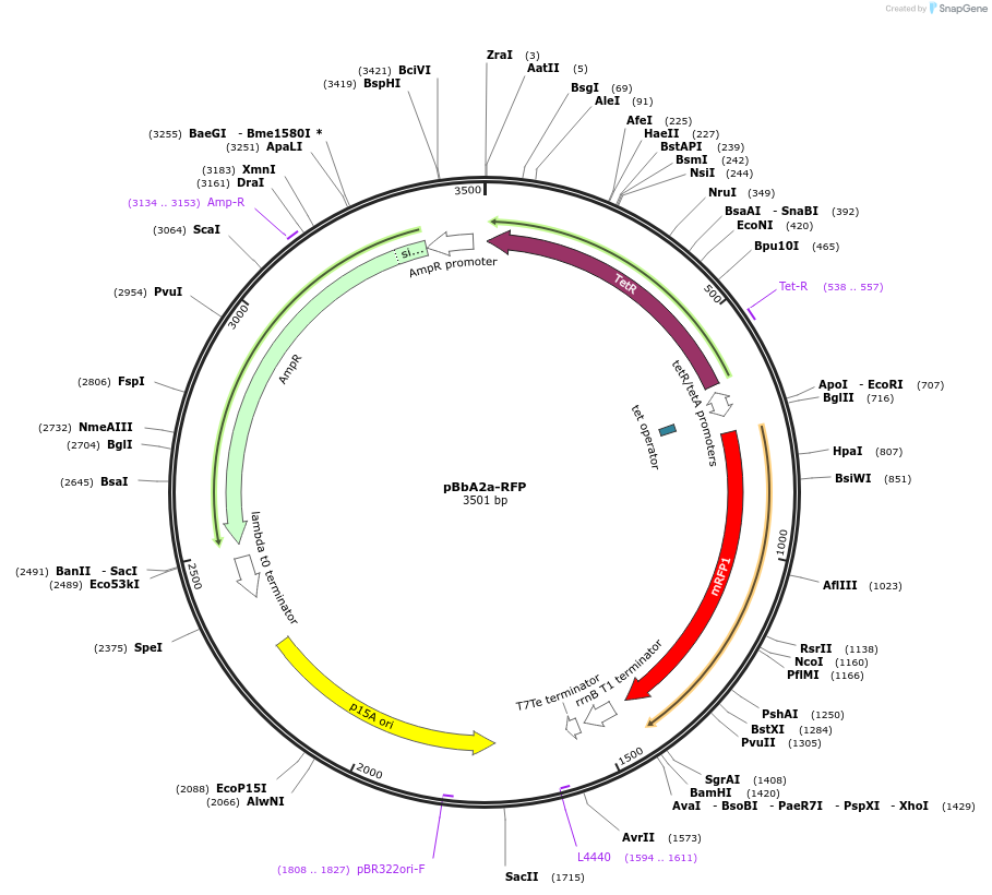 35325-plasmid-map-sequence-id-42992