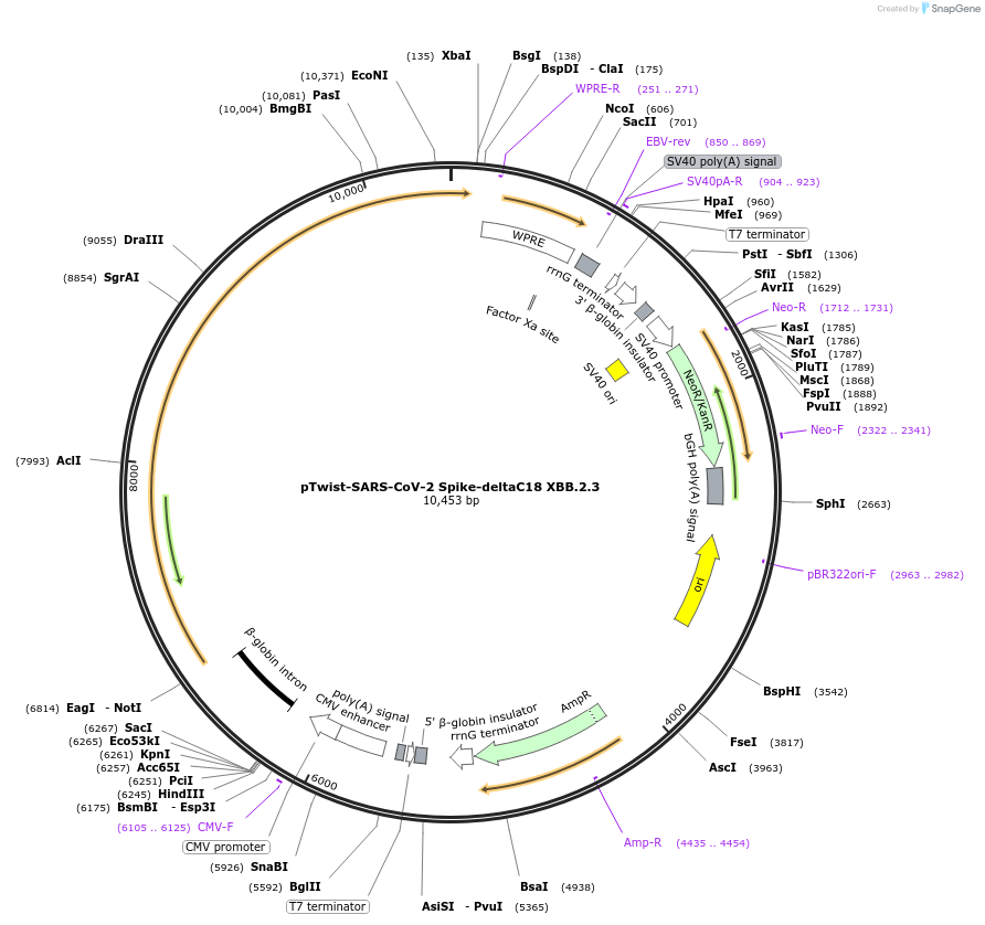 216529-plasmid-map-sequence-id-429922